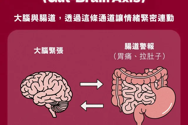 給容易緊繃的你：認識「益生心理學」，在第二個大腦，收納牽腸掛肚的焦慮 相片 2